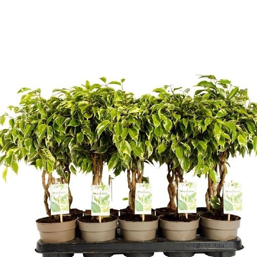 Ficus benjamina BUSHY KING — Растения Оптовая FlorAccess