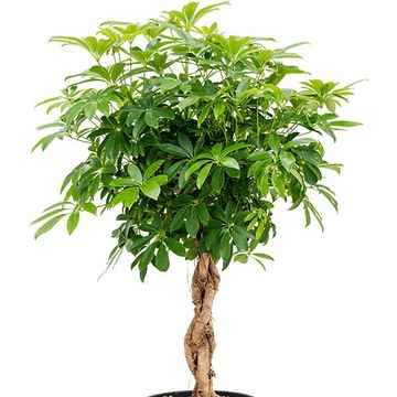 Schefflera arboricola 'Compacta'