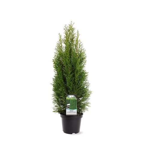 Thuja occidentalis 'Smaragd'