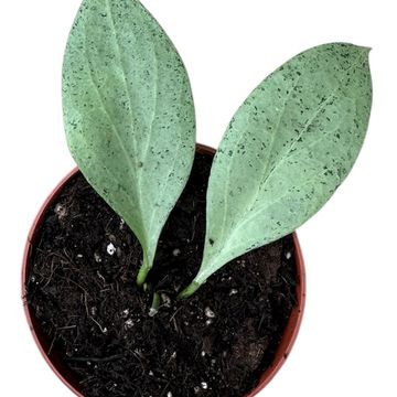 Hoya nicholsoniae 'New Guinea Ghost'