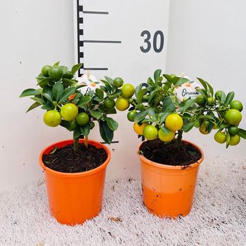 x Citrofortunella microcarpa