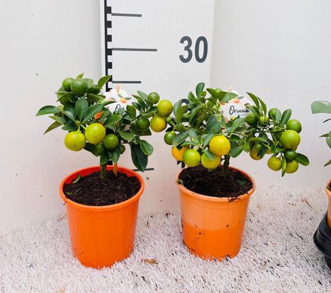 x Citrofortunella microcarpa