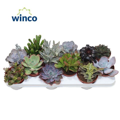 Succulente MIX