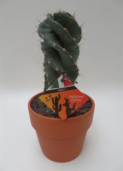 Cereus jamacaru 'Spiralis'