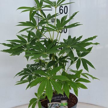 Schefflera taiwaniana