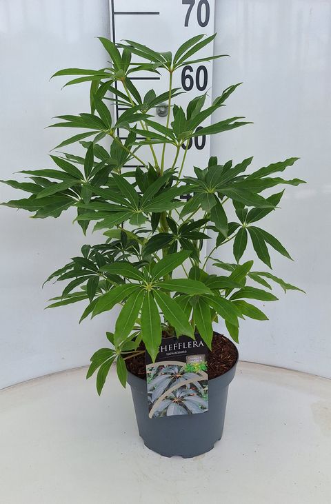 Schefflera taiwaniana