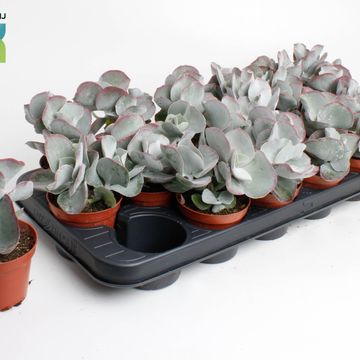 Cotyledon undulata