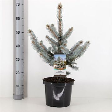 Picea pungens 'Hoopsii'