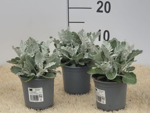 Senecio bicolor