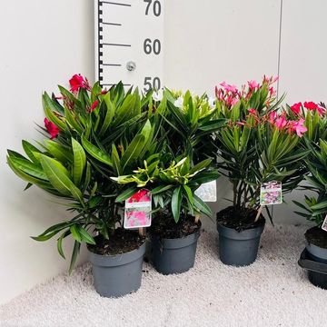 Nerium oleander MIX