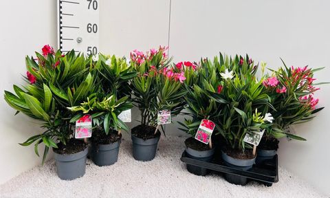 Nerium oleander MIX