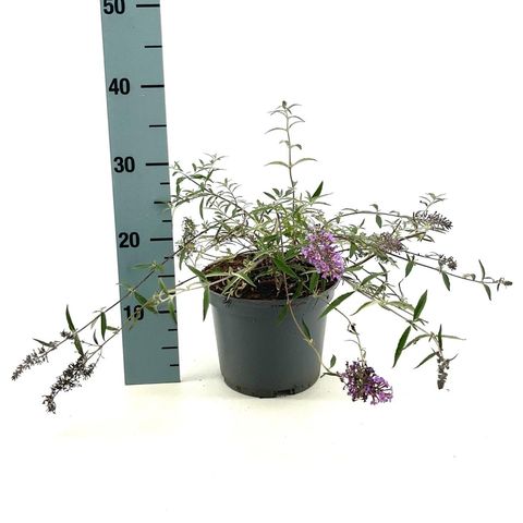 Buddleja FREE PETITE LAVENDER FLOW