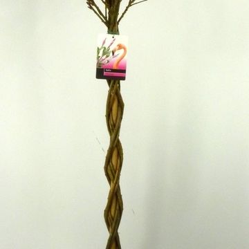 Salix integra 'Flamingo'