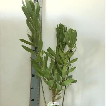 Protea neriifolia 'Cream Mink'