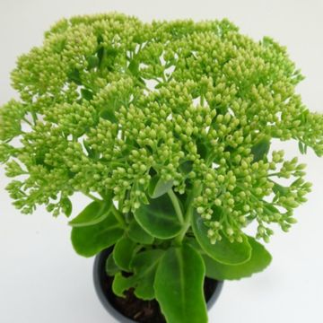 Sedum 'Herbstfreude'