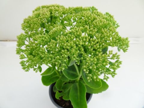 Sedum 'Herbstfreude'
