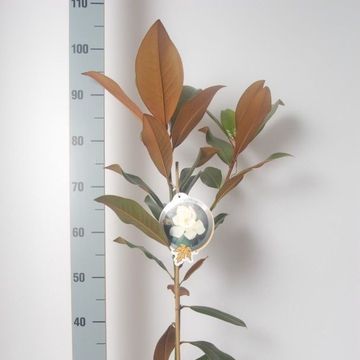 Magnolia grandiflora