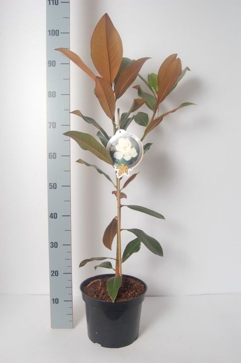 Magnolia grandiflora