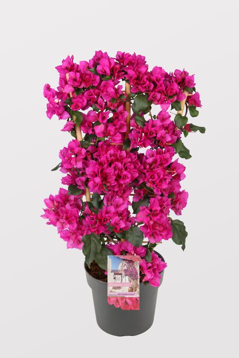 Bougainvillea glabra 'Sanderiana'