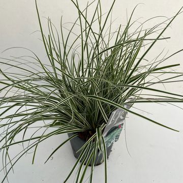 Carex oshimensis EVERCOLOR EVEREST