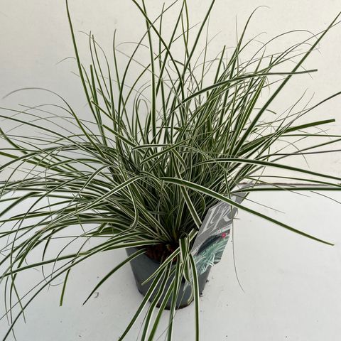 Carex oshimensis EVERCOLOR EVEREST