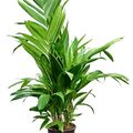 Areca triandra