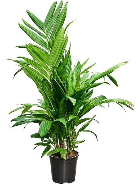 Areca triandra