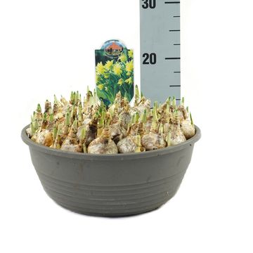 Narcissus 'Rip van Winkle'