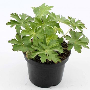 Geranium macrorrhizum 'Spessart'