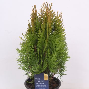 Platycladus orientalis 'Aurea Nana'