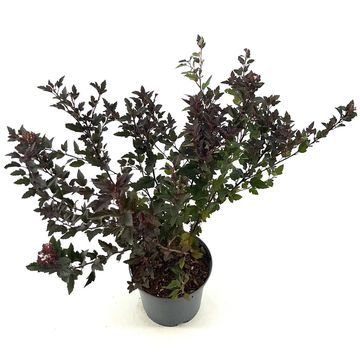 Physocarpus opulifolius