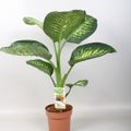 Dieffenbachia seguine 'Tropic Snow'