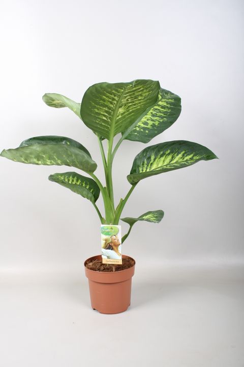 Dieffenbachia seguine 'Tropic Snow'