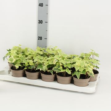 Hedera helix 'Goldchild'