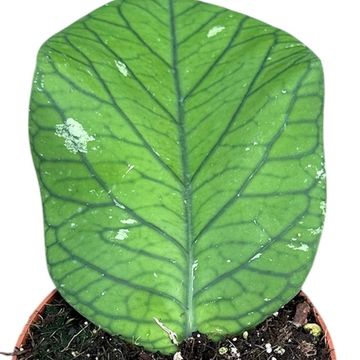 Hoya meredithii TED GREEN