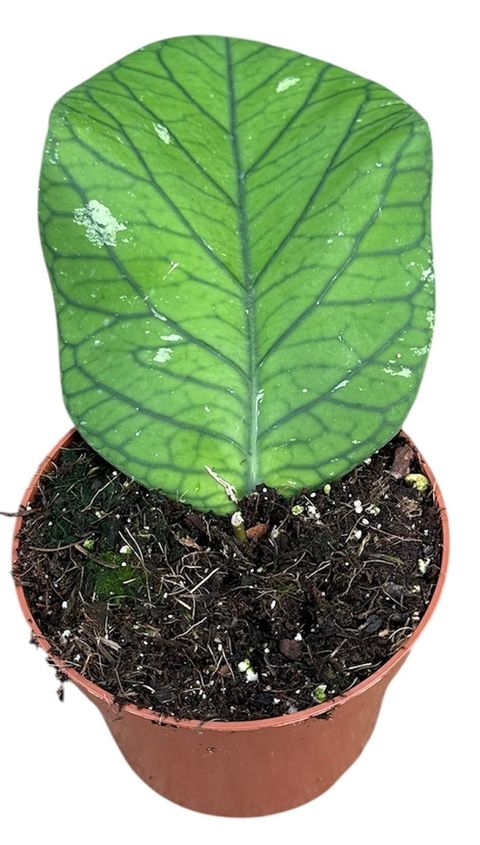 Hoya meredithii TED GREEN