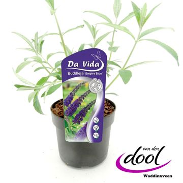 Buddleja davidii 'Empire Blue'