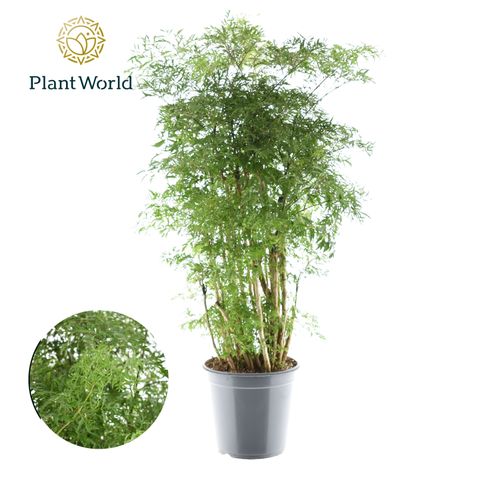 Polyscias 'Hawaiian Ming'