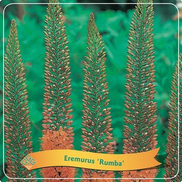 Eremurus MIX