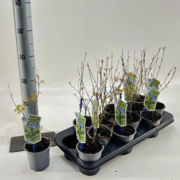 Acer palmatum 'Emerald Lace'