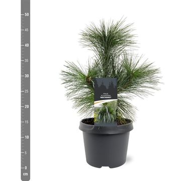 Pinus x schwerinii 'Wiethorst'