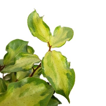 Elaeagnus x ebbingei MARYLINE