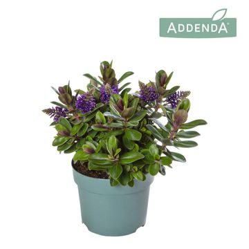 Hebe VINOA PURPLE