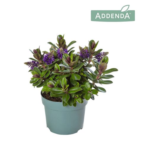 Hebe VINOA PURPLE