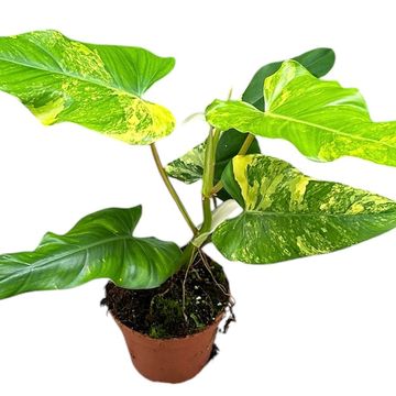 Philodendron x domesticum