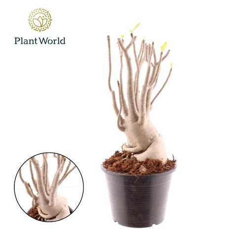 Adenium obesum
