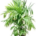 Areca triandra
