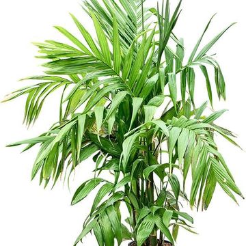 Areca triandra