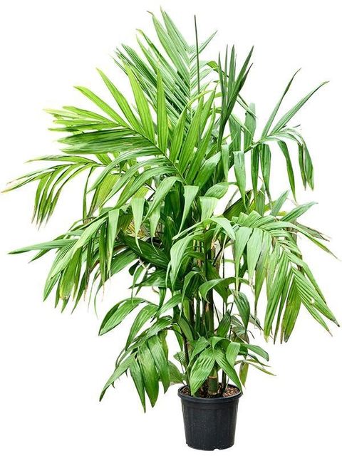 Areca triandra