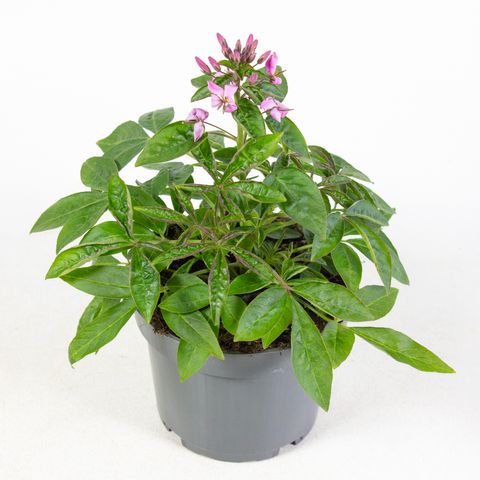 Cleome SENORITA ROSALITA